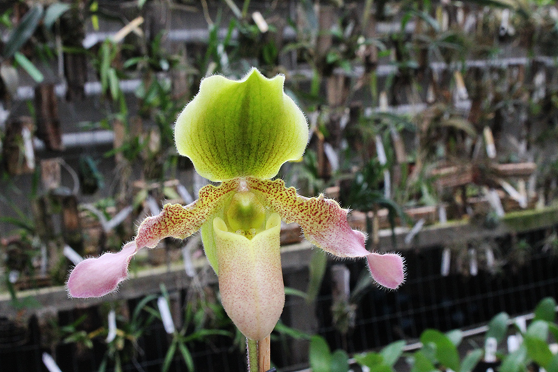 Paphiopedilum primulinum x hirsutissimum.jpg