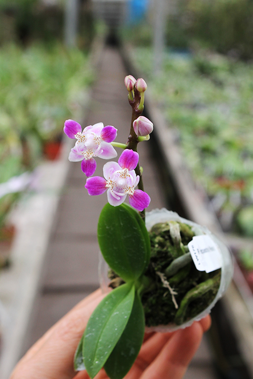 Phalaenopsis equestris peloric 'Joseph Wu'.jpg