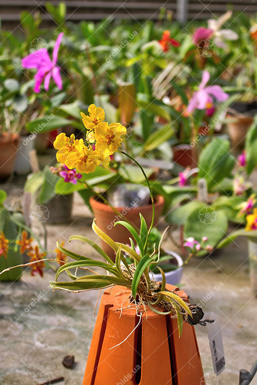 Oncidium (Tolumnia) Midas.jpg