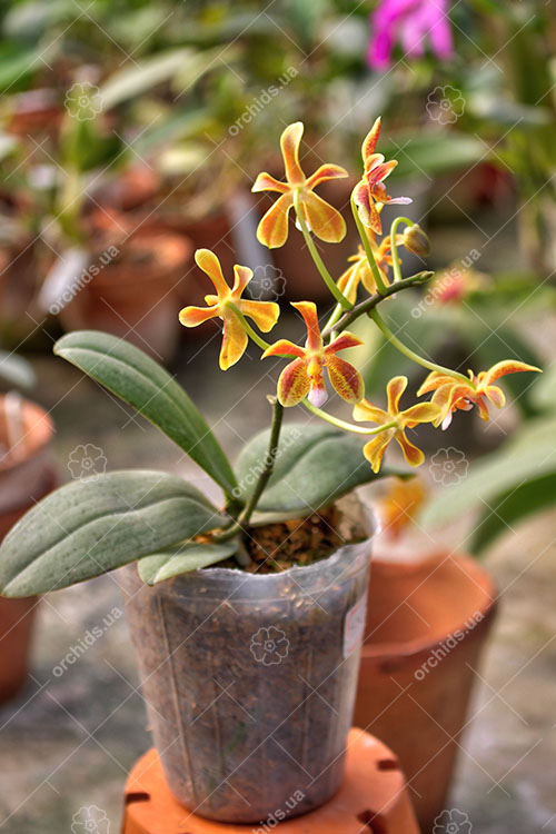 Phalaenopsis celebensis x mannii.jpg