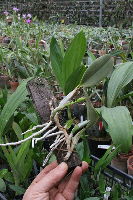 Cattleya walkeriana.jpg