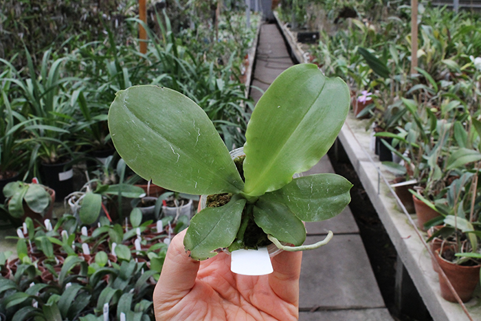 Phalaenopsis Guadalupe Pineda 'Red' (MC).jpg