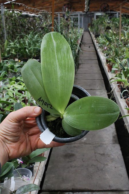 Phalaenopsis (Yin's Bellina Kaiulani x Ld's Bear Queen ) x Dragon Tree Eagle 'Red Eagle'.jpg