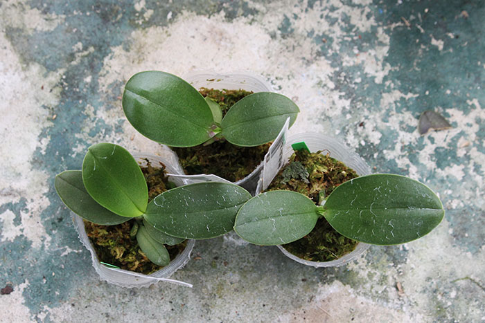 phalaenopsis spot eagle.jpg