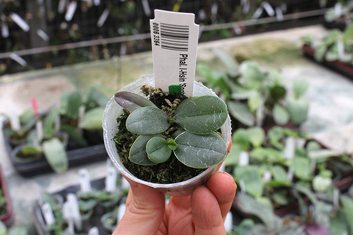 Phalaenopsis I-Hsin 'Spot Eagle'.jpg