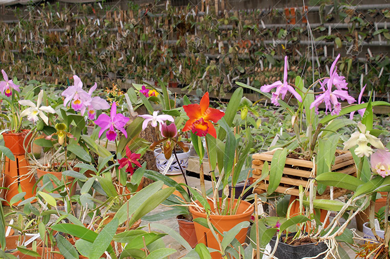 Купить орхидеи Киев.jpg