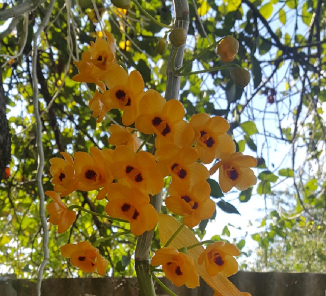 Dendrobium chrysanthum.