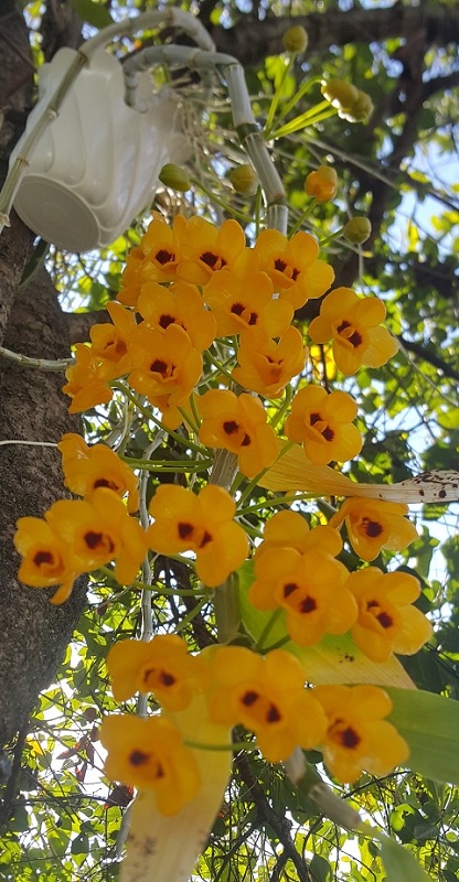 Dendrobium chrysanthum.