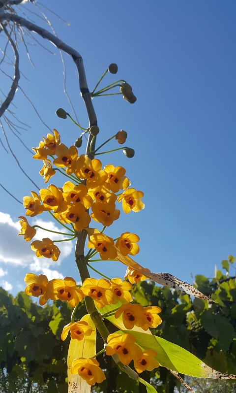 Dendrobium chrysanthum.