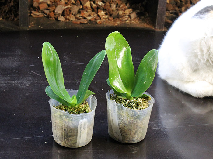 Phalaenopsis Yungho Gelb Canary.jpg