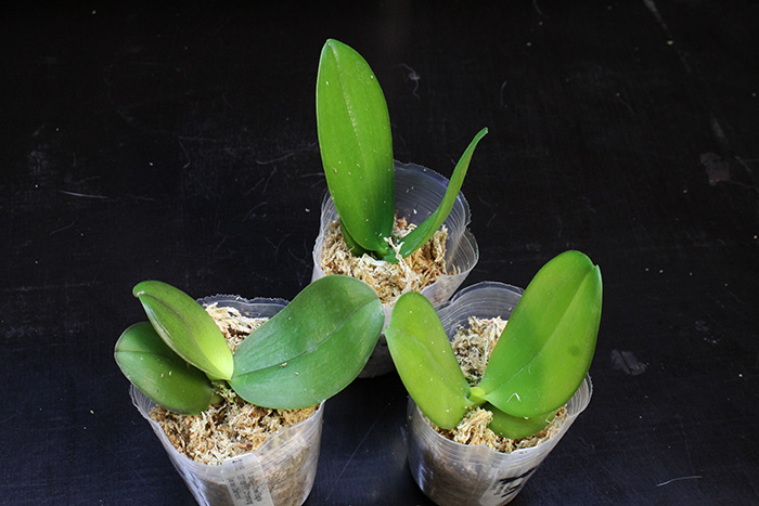 Phalaenopsis Dragon Tree Eagle 'DT168 x Chienlung Golden Diamond.jpg