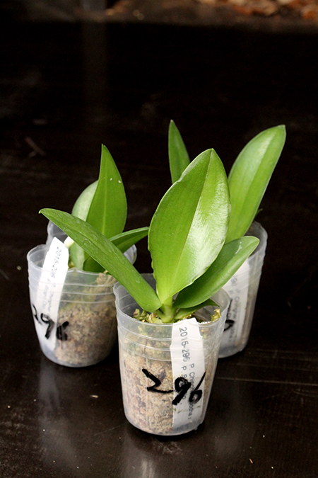 Phalaenopsis Chingher Buddha x Sogo Dio.jpg