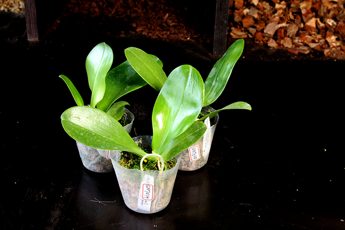 Phalaenopsis Buena Jewel x Princess Kaiulani.jpg