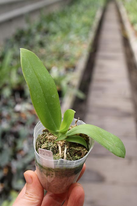 Phalaenopsis Jennifer Palermo (tetraspis 'Su's Coffee Candy' x violacea coerulea).jpg