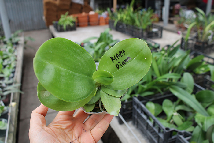 Phalaenopsis Ld's Bear King 'YK-14' x (Ya-Yi Qin x Yin's Bellina Kaiulani).jpg