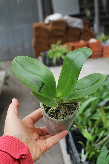 Phalaenopsis Mituo Sun 'Mituo#2' x Mituo King Bellina.jpg