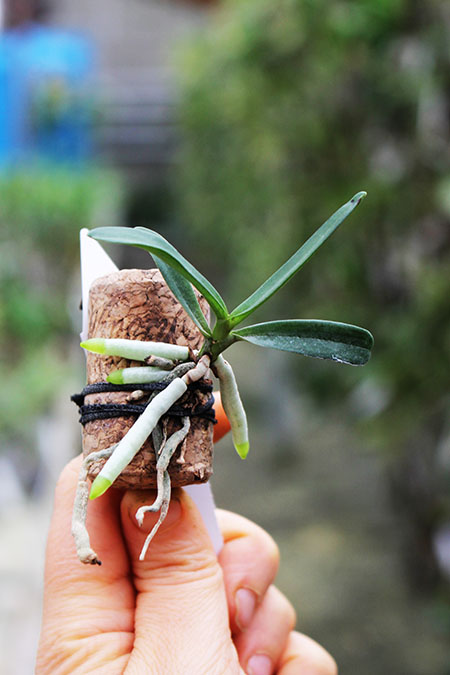 Mystacidium capense.jpg