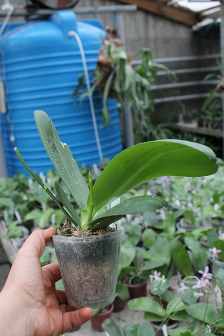 Phalaenopsis Mituo Sun King 'S-R-Spots'.jpg