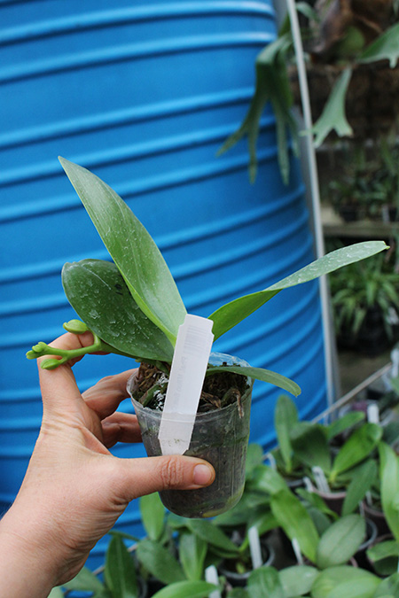 Phalaenopsis Mituo Sun Queen 'Lotus'.jpg