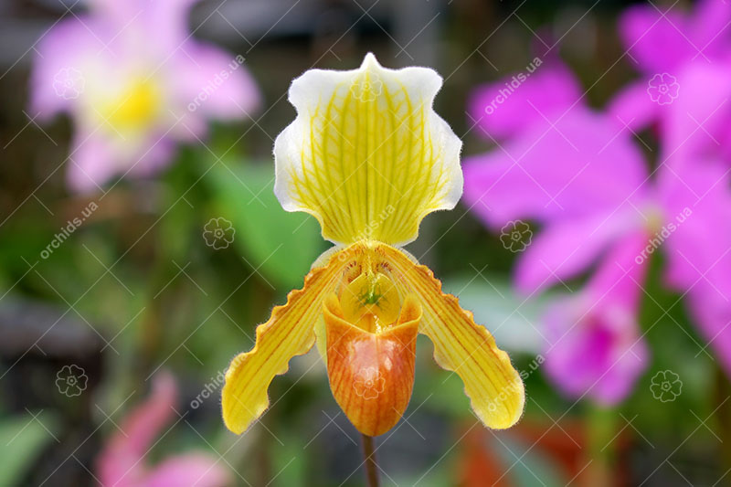 Paphiopedilum helenae x fairrieanum.jpg