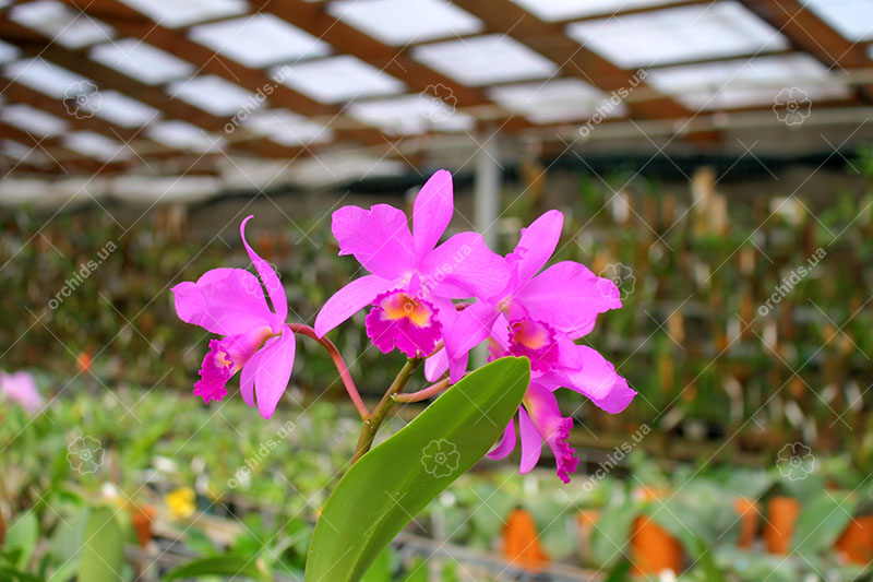 Cattleya bowringiana 'Da Estelinha de Novaes' x Cattleya labiata integra orlata 'Zas-1'.jpg