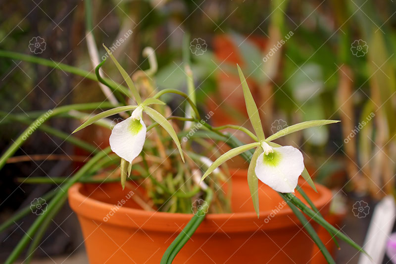 Brassavola Little Star x Laelia perrinii.jpg