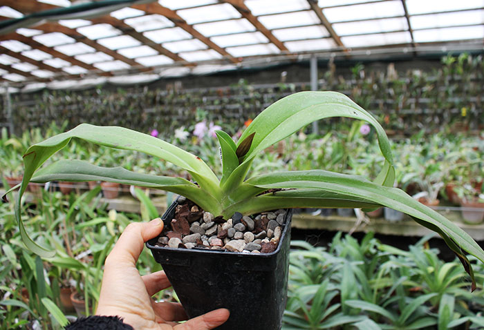 Paphiopedilum stonei.jpg