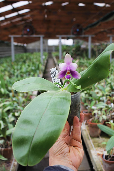 Phalaenopsis Samera 'Blue'.jpg