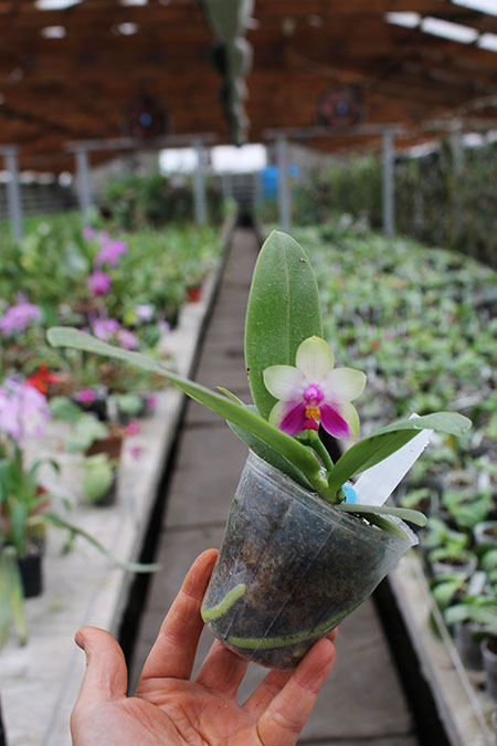 Phalaenopsis bellina 'blue' x Mituo Prince 'M#1'.jpg