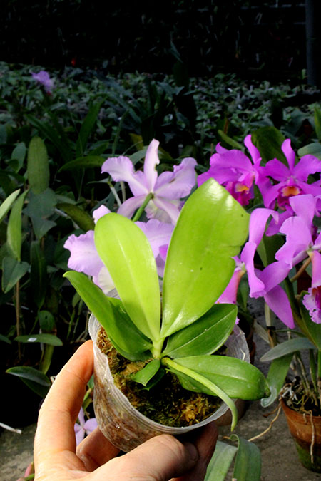 Phalaenopsis tetraspis 'Red' x 'Purple'.jpg