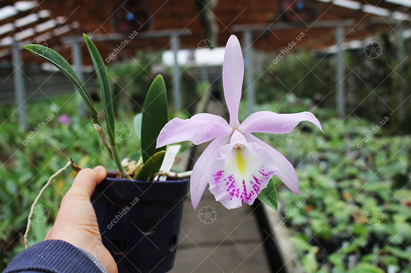 Rhynchobrassoleya Chief Cindy 'Perfume'.jpg