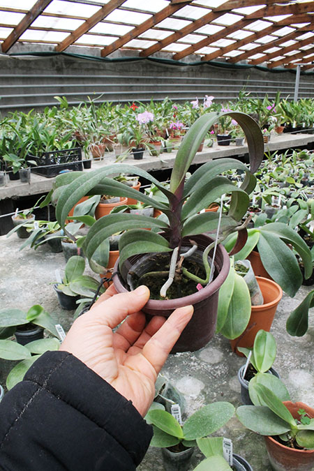 Renanthopsis Chienlung Sweet Girl.jpg