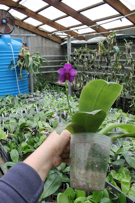 Phalaenopsis violacea indigo x (violacea x Su-An Super Star).jpg