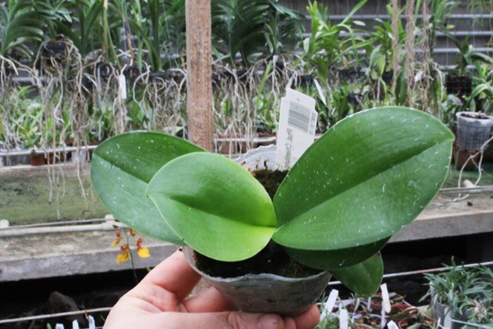 Phalaenopsis Chienlung Red Parrot.jpg