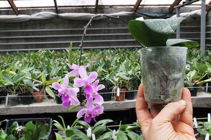 Phalaenopsis Venus.jpg