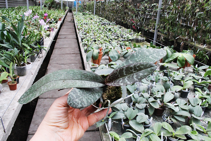 Phalaenopsis schilleriana F535 'Dark Pink Dream'.jpg