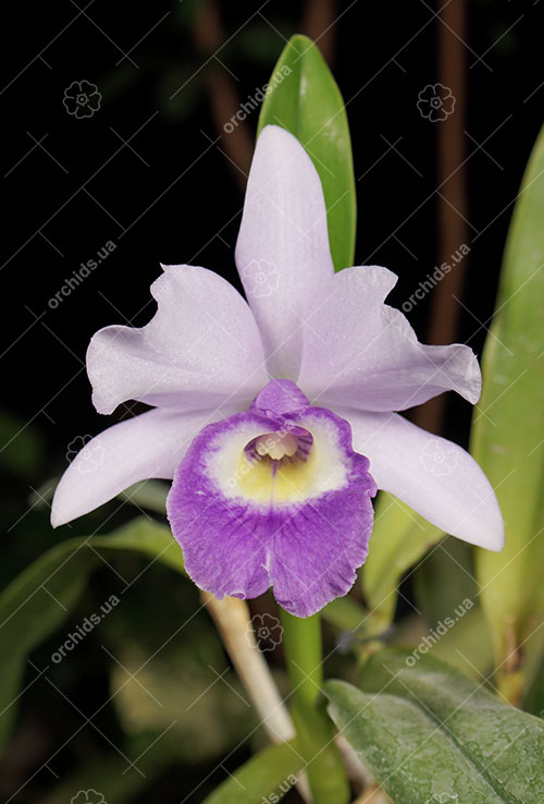Laeliocattleya Blue Angel 'Executive'.jpg