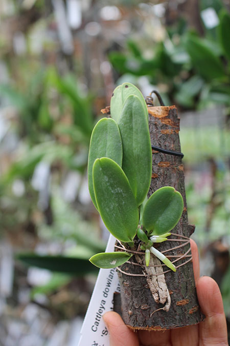 Cattleya dowiana var chrysotoxa 'Scarlet O'Hara' x self.jpg