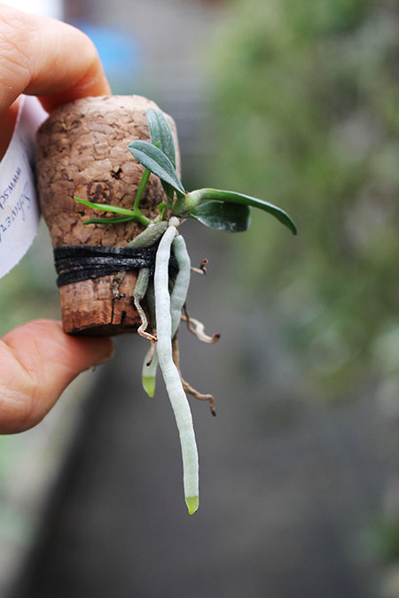 Mystacidium capense.jpg