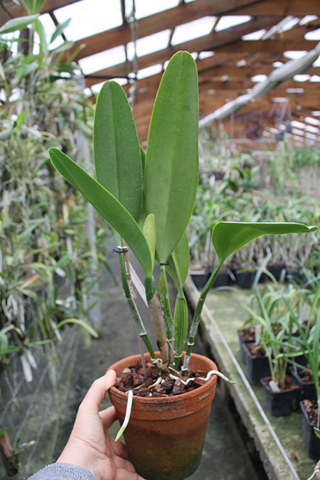Cattleya The Pearl (rex x gaskelliana).jpg