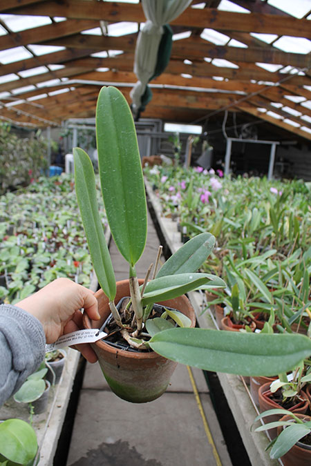 Cattleya labiata coerulea 'Titi' (Z-185) x Cattleya labiata coerulea 'Blue Sky' (Z-185).jpg