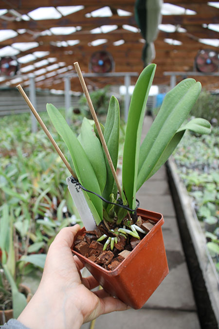 Cattleya warscewiczii coerulea 'Mar Azul' x self.jpg
