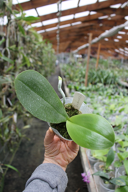 Phalaenopsis AL Sun Hannover 'A-Liang' (MC).jpg