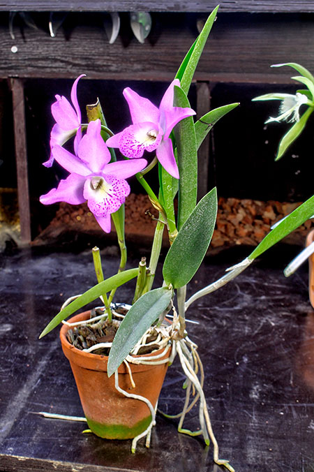 Brassocattleya Little Marmaid 'Janet'.jpg