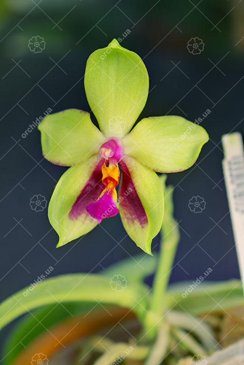 Phalaenopsis KS Evergreen x KS Happy Eagle.jpg