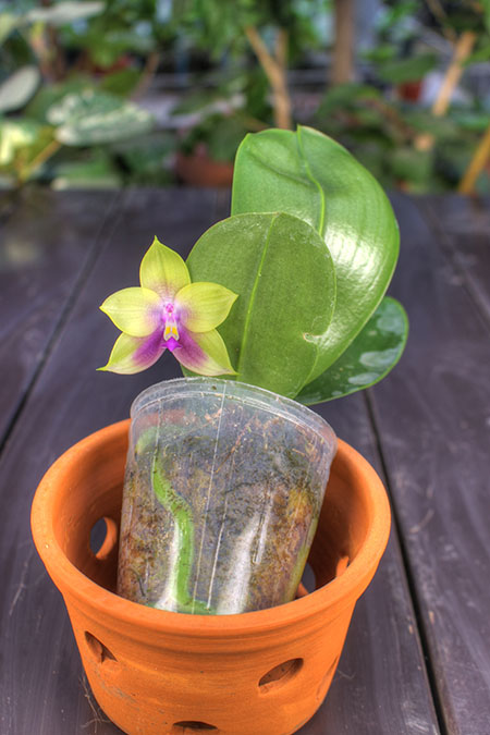 Phalaenopsis Mituo Prince 'Chin Ming'.jpg