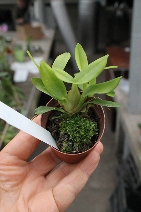 Maxillaria ruberrima.jpg