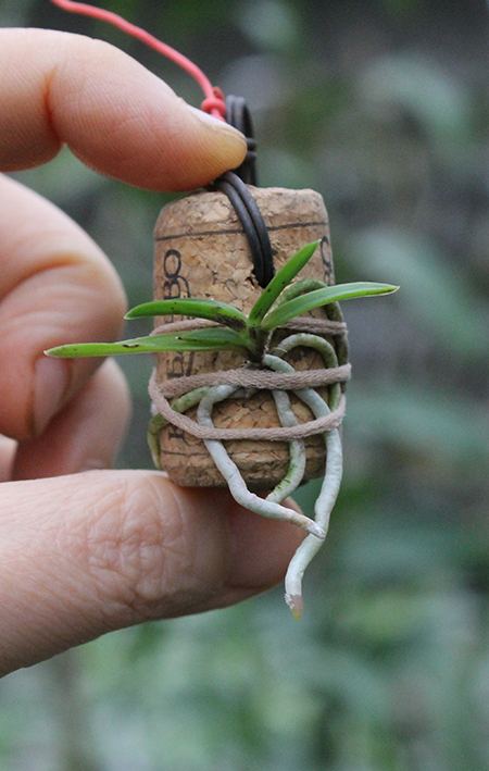 Neofinetia falcata 'Shutenno'.jpg