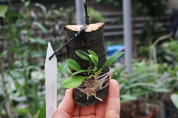 Masdevallia setacea.jpg