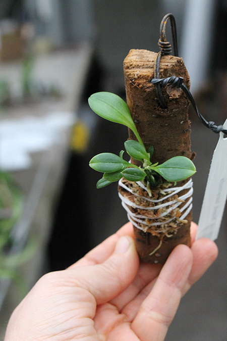 Masdevallia lucernula.jpg